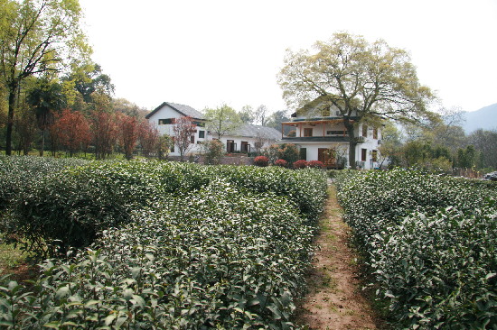 西湖龙井茶园