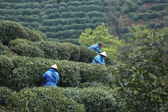 龙井茶园