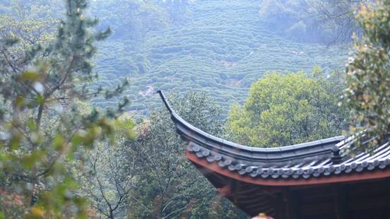西湖茶园