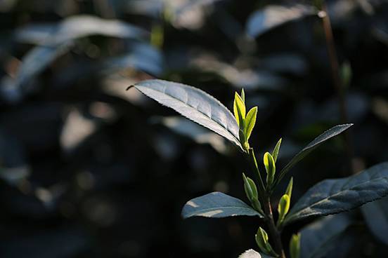 西湖龙井茶芽