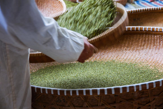 筛分茶叶 筛分茶叶