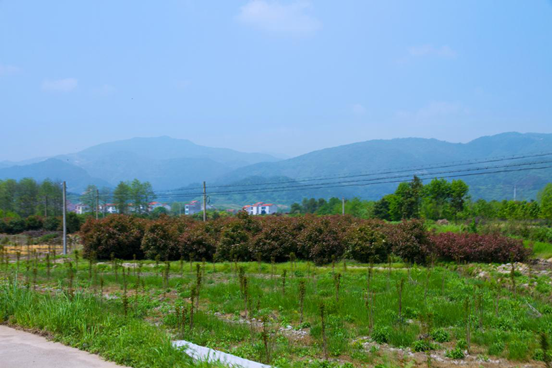 东白山 东白山
