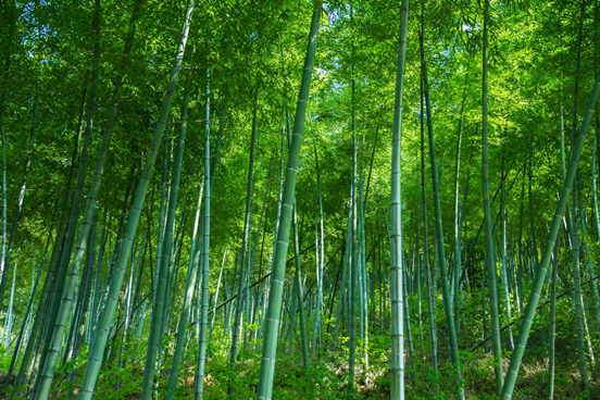 竹林 竹林