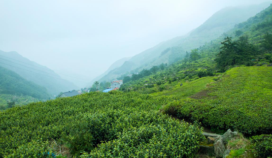嵊州市白雁坑村 嵊州市白雁坑村