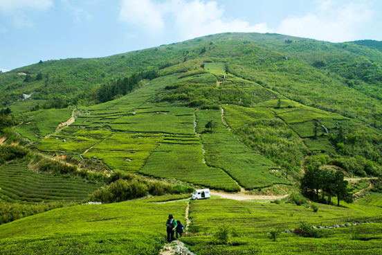 山顶茶园 山顶茶园