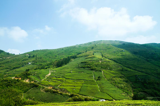 山顶茶园 山顶茶园