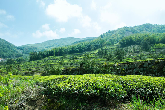茶山 茶山